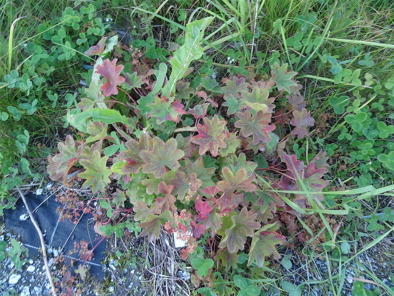 Alchemilla micans: Alchemilla micans