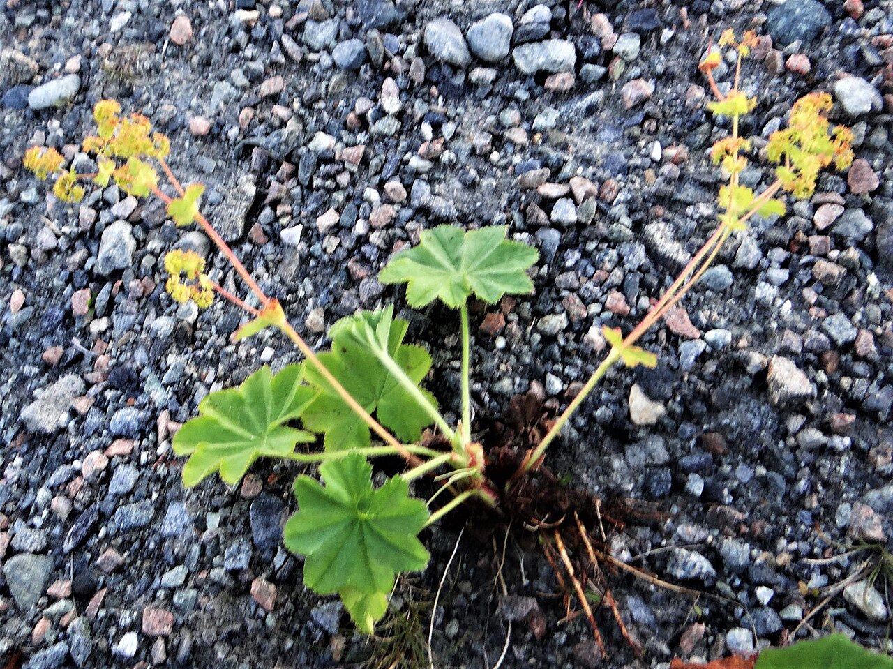 Alchemilla micans: Alchemilla micans