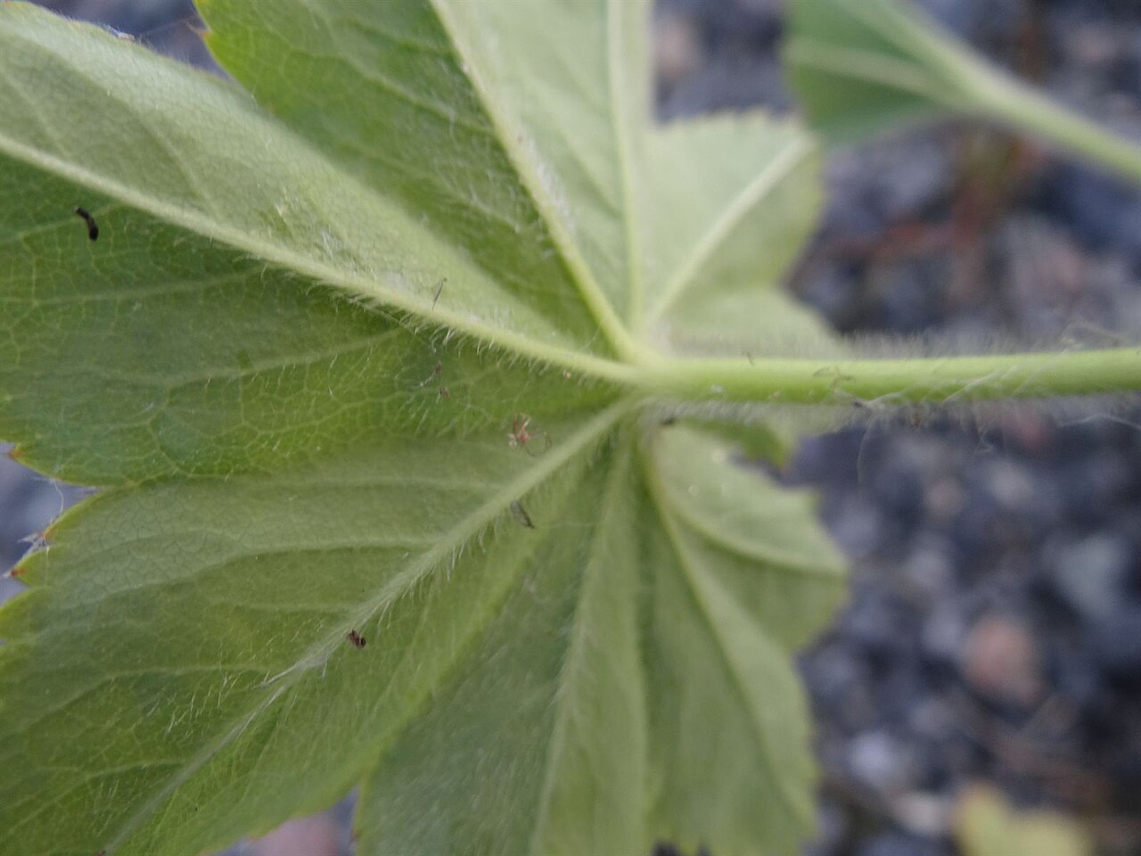Alchemilla micans: Alchemilla micans