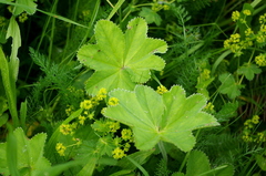 Alchemilla micans (Alchemilla micans)