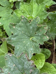 Alchemilla micans (Alchemilla micans)