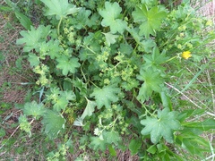 Alchemilla micans (Alchemilla micans)