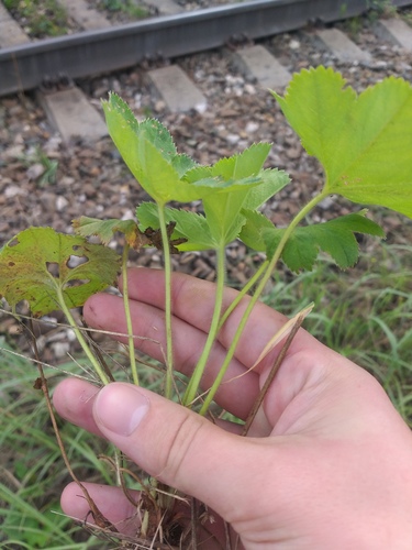 Alchemilla micans (Alchemilla micans)