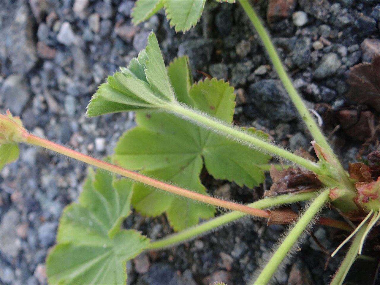 Alchemilla micans: Alchemilla micans