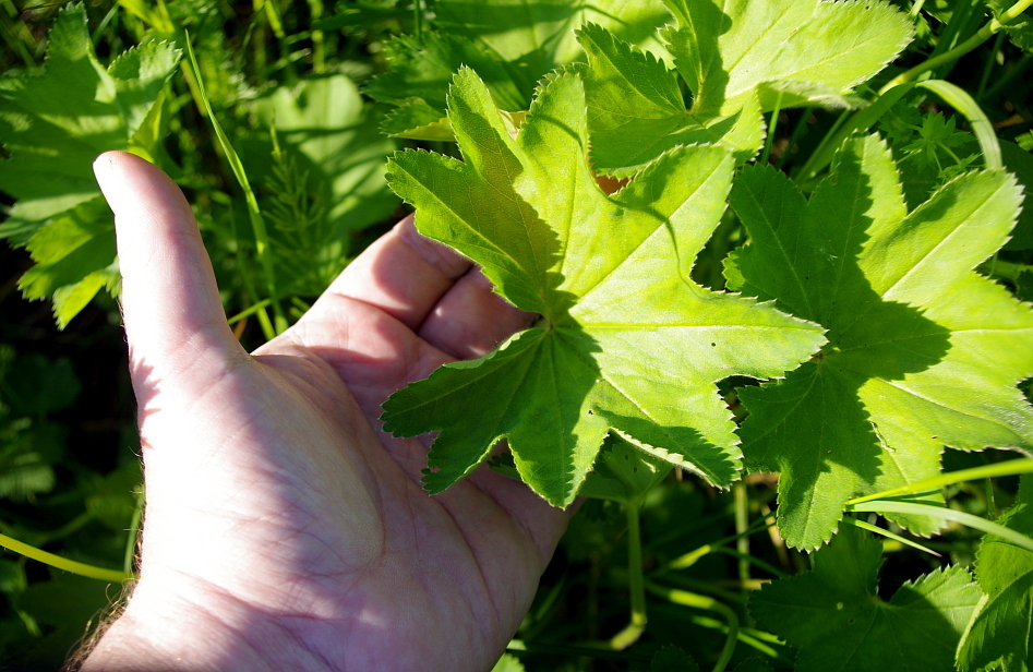 Alchemilla micans (Alchemilla micans)