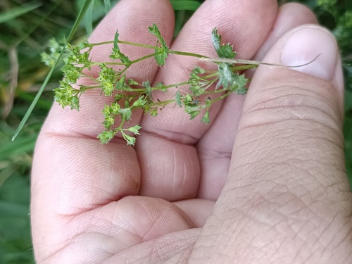 Alchemilla micans (Alchemilla micans)