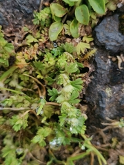 Slender parsley piert (Alchemilla microcarpa)