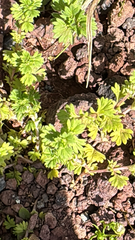 Slender parsley piert (Alchemilla microcarpa)