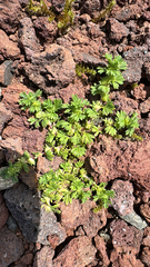 Slender parsley piert (Alchemilla microcarpa)