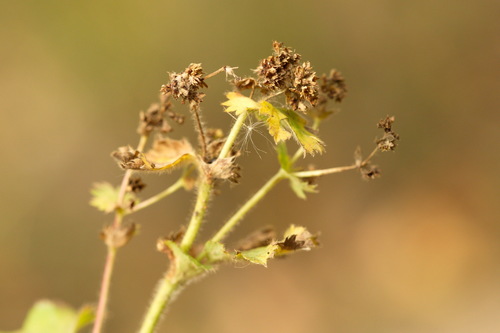 Alchemilla mininzonii (Alchemilla mininzonii)