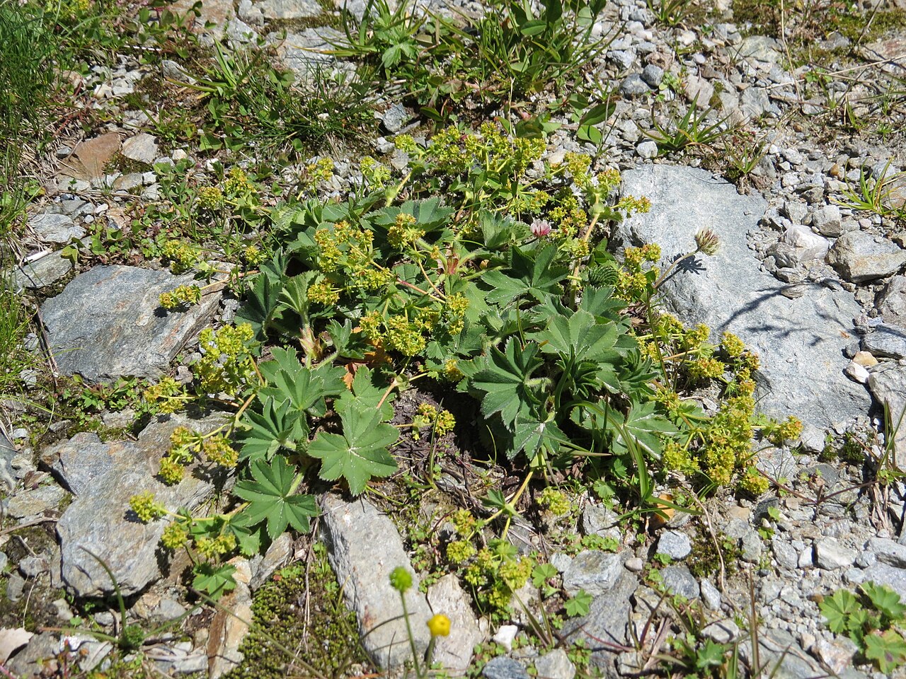 Hairy lady's mantle: Alchemilla monticola (mountain meadow lady's mantle) at Matrei in Osttirol, Austria