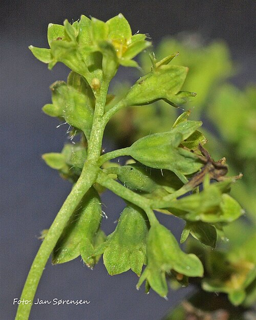 Hairy lady's mantle: Alchemilla monticola