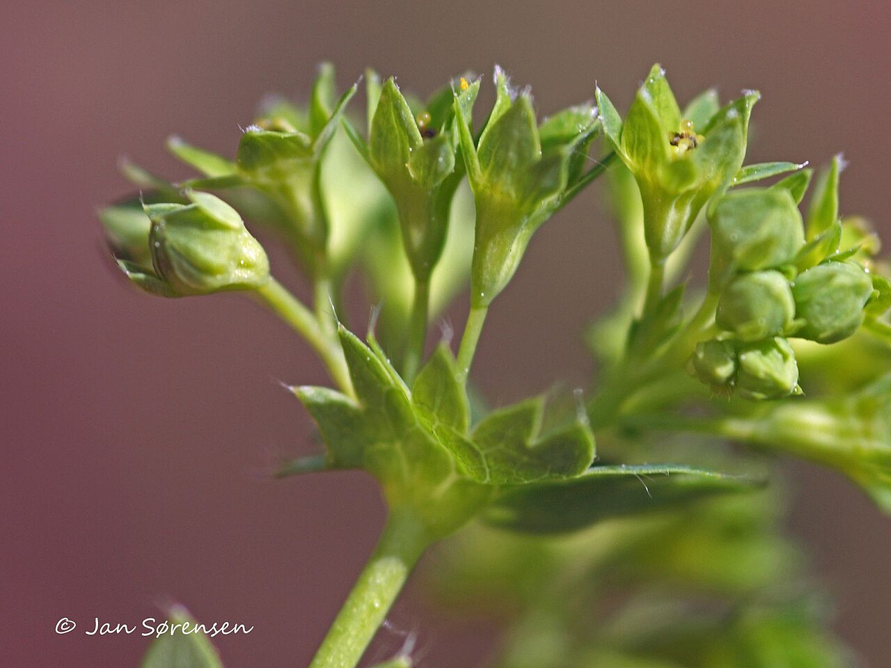 Hairy lady's mantle: Alchemilla monticola