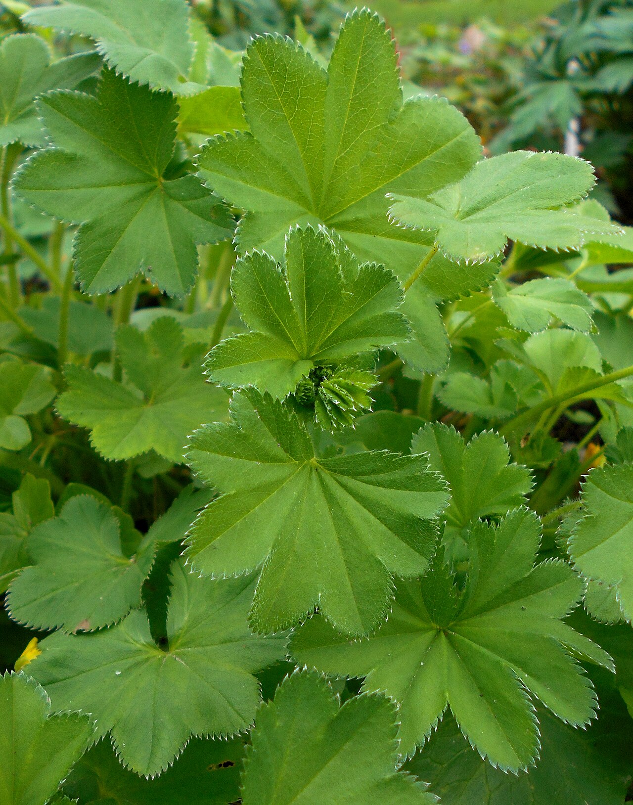 Hairy lady's mantle: Przywrotnik pasterski ( Alchemilla monticola ), Ogród Botaniczny UMCS w Lublinie.