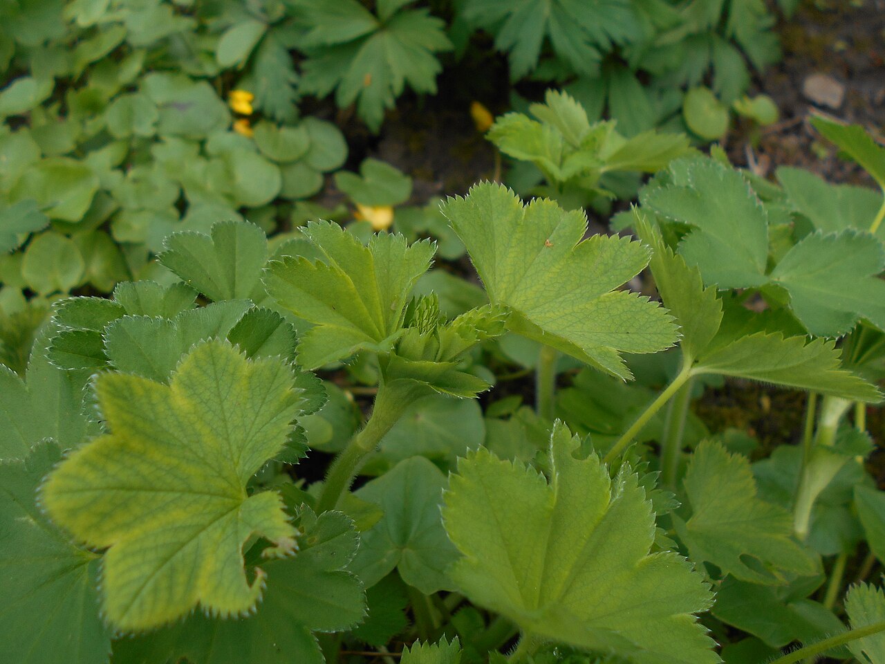 Hairy lady's mantle: Przywrotnik pasterski ( Alchemilla monticola ), Ogród Botaniczny UMCS w Lublinie.