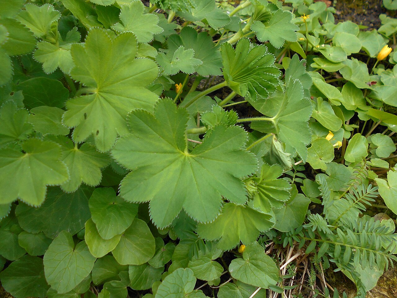 Hairy lady's mantle: Przywrotnik pasterski ( Alchemilla monticola ), Ogród Botaniczny UMCS w Lublinie.