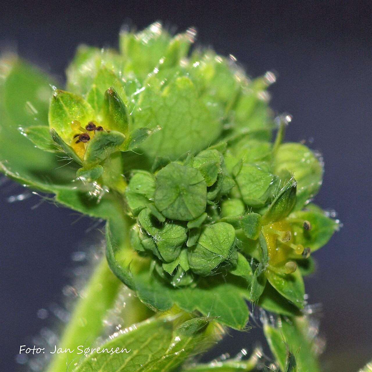 Hairy lady's mantle: Alchemilla monticola