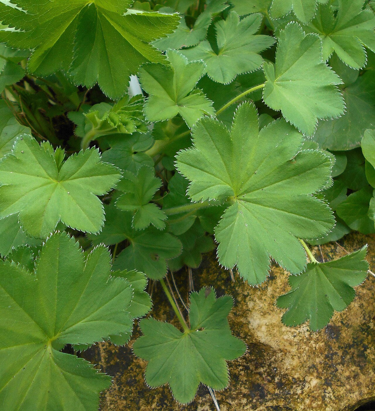 Hairy lady's mantle: Przywrotnik pasterski ( Alchemilla monticola ), Ogród Botaniczny UMCS w Lublinie.