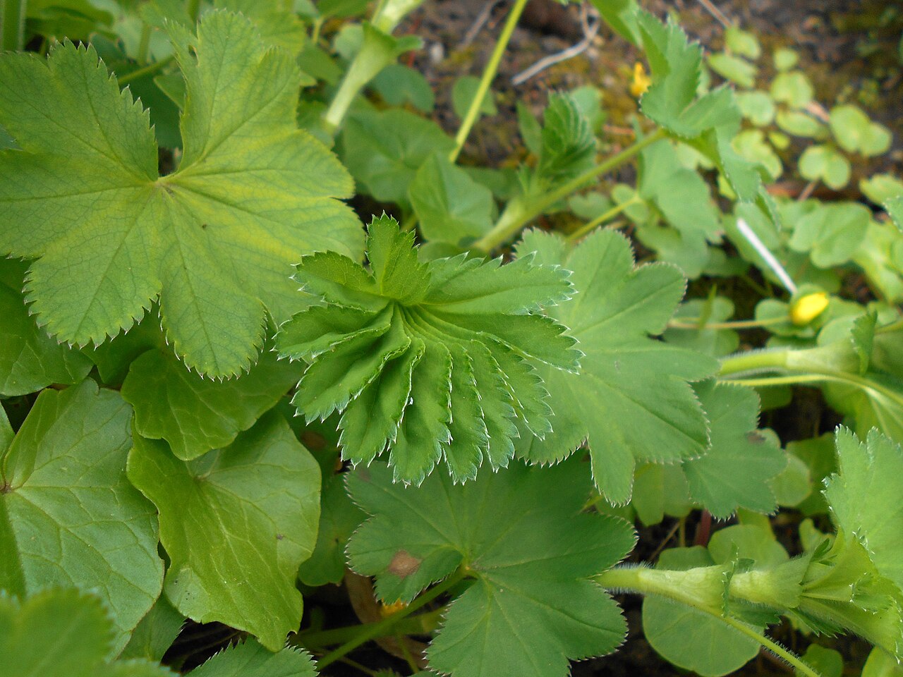 Hairy lady's mantle: Przywrotnik pasterski ( Alchemilla monticola ), Ogród Botaniczny UMCS w Lublinie.
