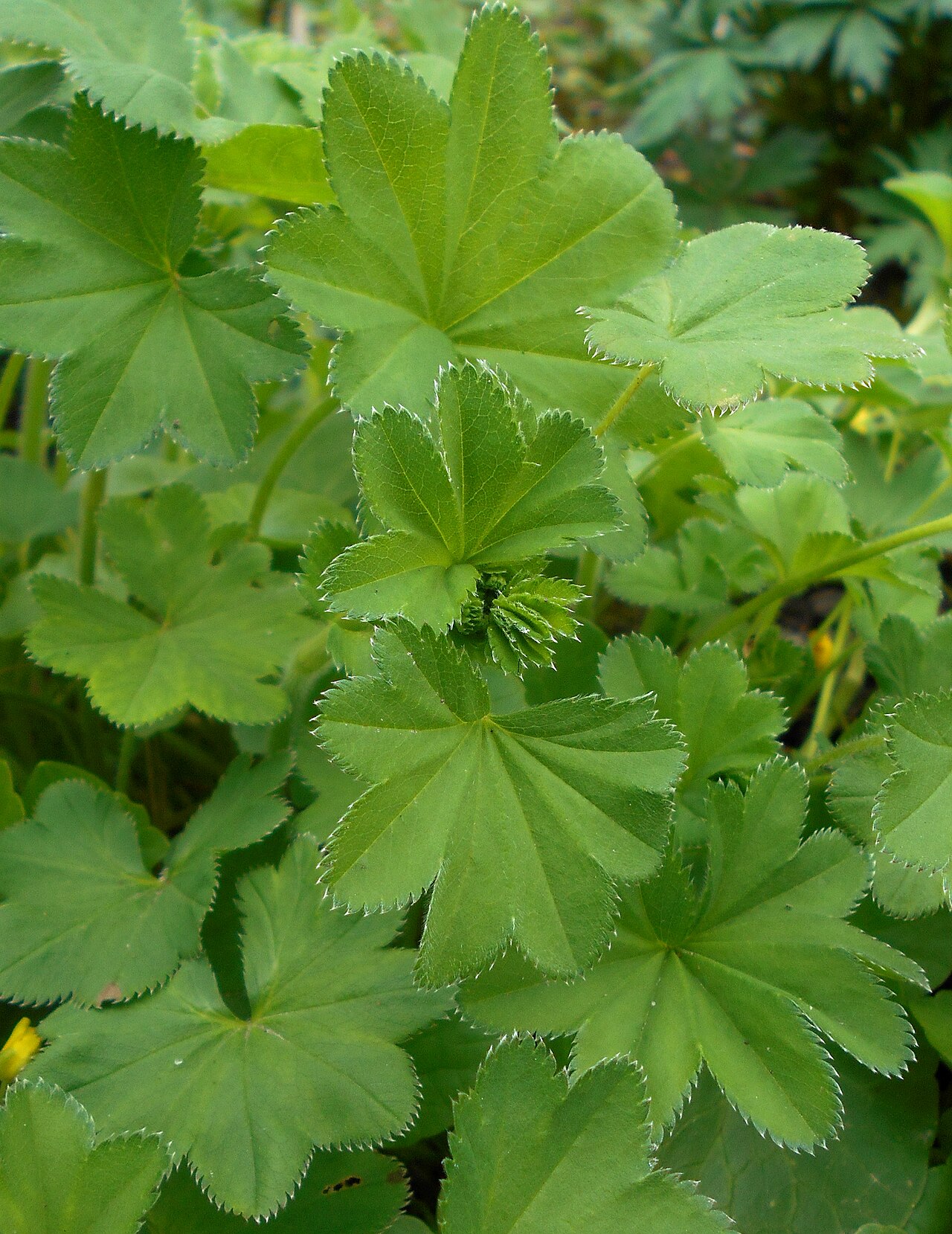 Hairy lady's mantle: Przywrotnik pasterski ( Alchemilla monticola ), Ogród Botaniczny UMCS w Lublinie.
