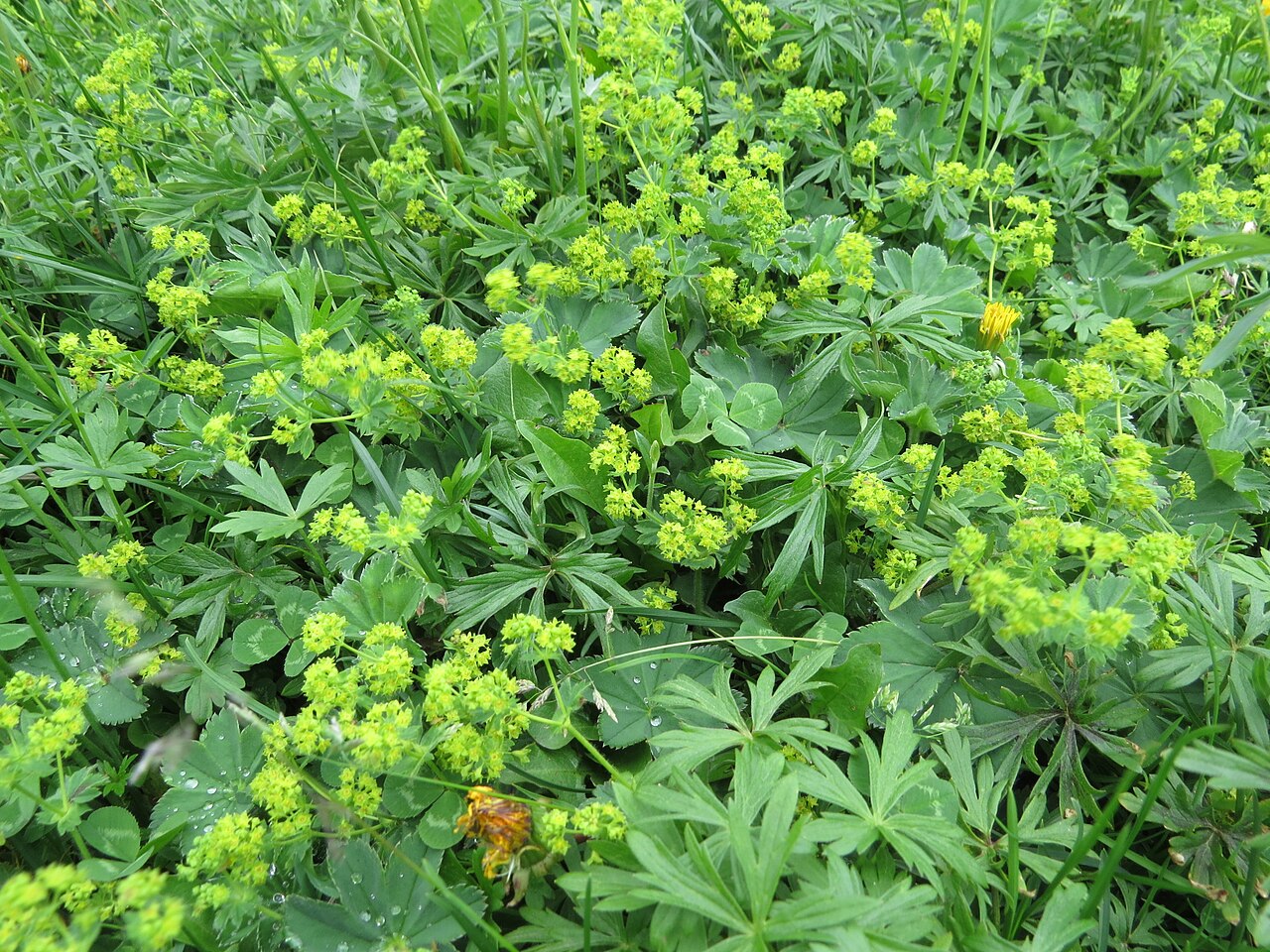 Hairy lady's mantle: Alchemilla monticola (mountain meadow lady's mantle) at at Schneeberg