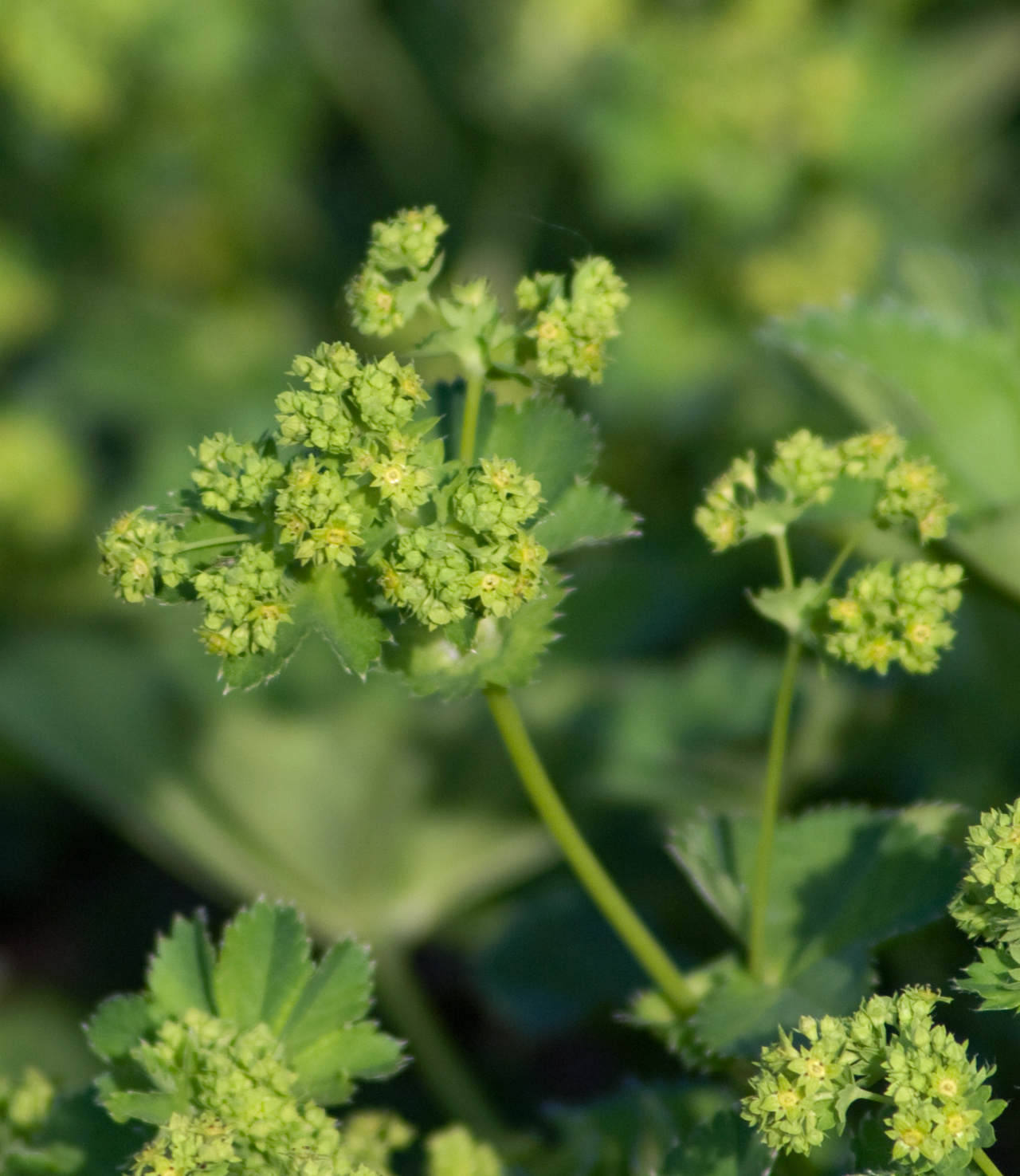 Hairy lady's mantle: Alchemilla monticola