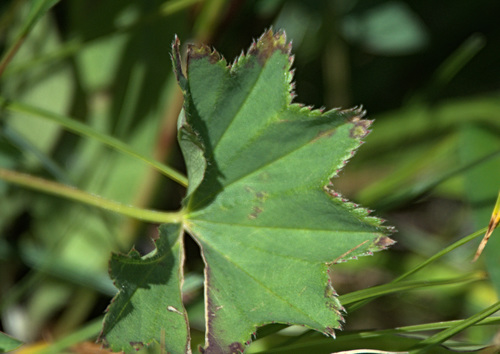 Alchemilla murbeckiana (Alchemilla murbeckiana)