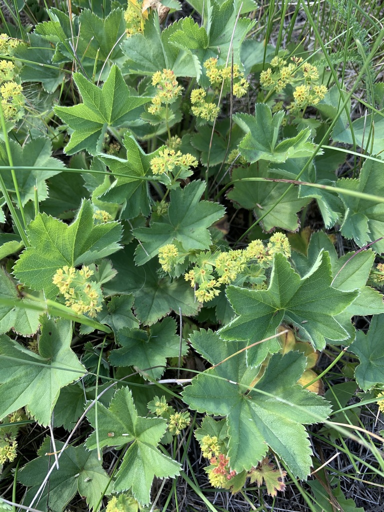 Alchemilla obconiciflora (Alchemilla obconiciflora)