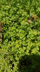 Alchemilla occidentalis (Alchemilla occidentalis)