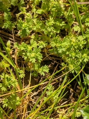 Alchemilla occidentalis (Alchemilla occidentalis)