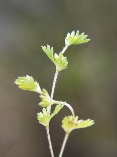 Alchemilla occidentalis (Alchemilla occidentalis)