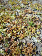Alchemilla occidentalis (Alchemilla occidentalis)