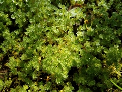Alchemilla occidentalis (Alchemilla occidentalis)