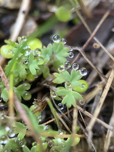 Alchemilla occidentalis (Alchemilla occidentalis)