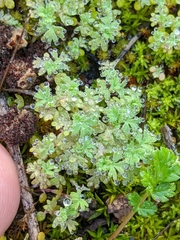 Alchemilla occidentalis (Alchemilla occidentalis)