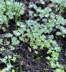 Alchemilla occidentalis (Alchemilla occidentalis)