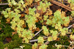 Alchemilla occidentalis (Alchemilla occidentalis)
