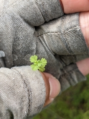 Alchemilla occidentalis (Alchemilla occidentalis)