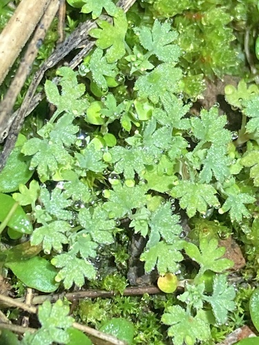 Alchemilla occidentalis (Alchemilla occidentalis)