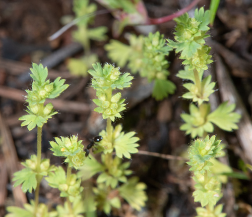 Alchemilla occidentalis (Alchemilla occidentalis)