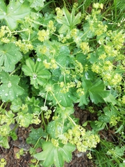 Alchemilla orbicans (Alchemilla orbicans)