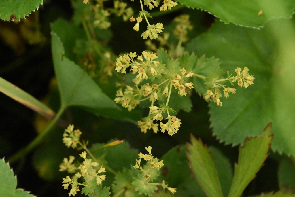 Alchemilla orbicans (Alchemilla orbicans)