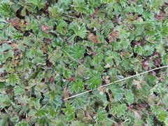 Alchemilla orbiculata (Alchemilla orbiculata)