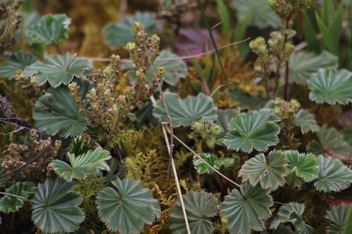 Alchemilla orbiculata (Alchemilla orbiculata)