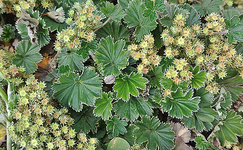 Alchemilla orbiculata: Lachemilla orbiculata, Papallacta Pass, east of Quito, Ecaudor