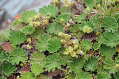 Alchemilla orbiculata (Alchemilla orbiculata)