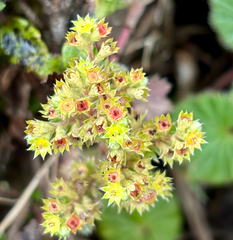 Alchemilla orbiculata (Alchemilla orbiculata)