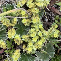 Alchemilla orbiculata (Alchemilla orbiculata)