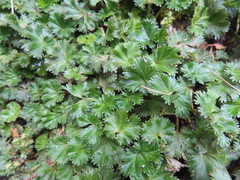 Alchemilla orbiculata (Alchemilla orbiculata)