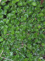 Alchemilla orbiculata (Alchemilla orbiculata)
